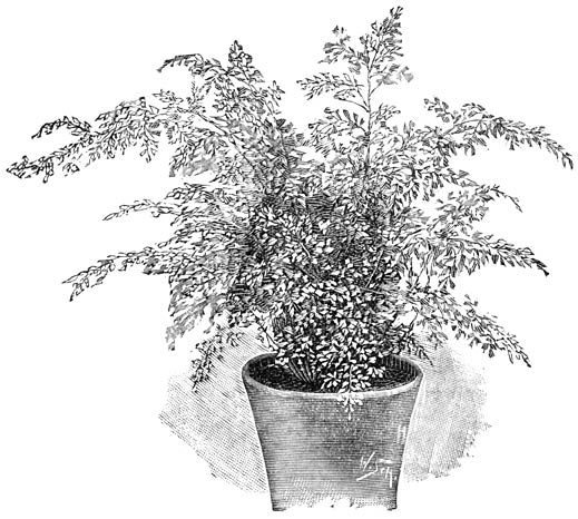 Fig. 243. Adiantum cuneatum.