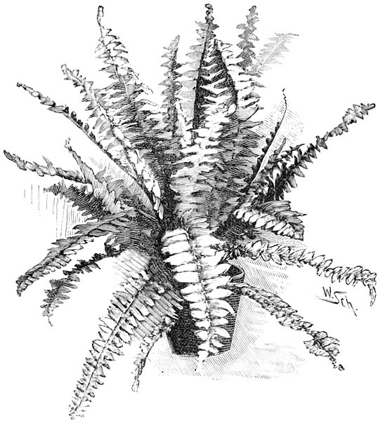 Fig. 246. Nephrolepis exaltata.