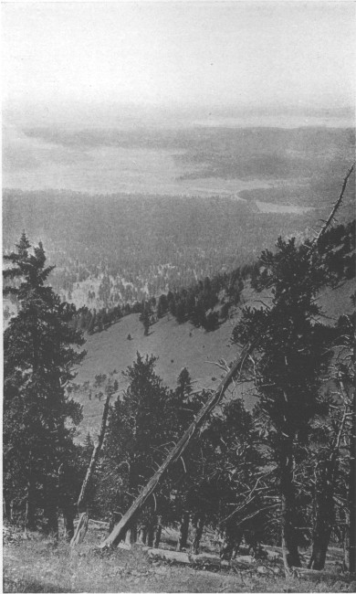 From a lookout point in the Coconino Forest of Arizona