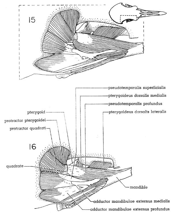 Fig. 15. Dorsal view of the jaw musculature of the White-winged Dove
(right side); superficial layer. × 5.

Fig. 16. Dorsal view of the jaw musculature of the Mourning Dove (right
side); superficial layer. × 5.