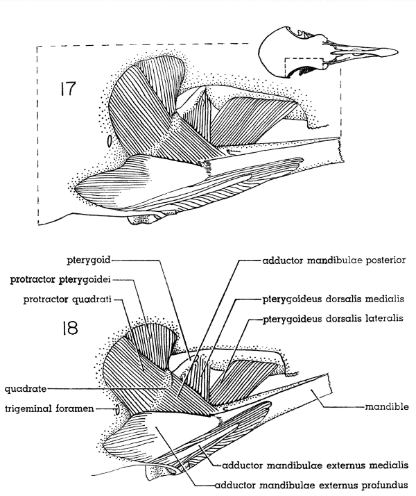 Fig. 17. Dorsal view of the jaw musculature of the White-winged Dove (right
side); middle layer. × 5.

Fig. 18. Dorsal view of the jaw musculature of the Mourning Dove (right
side); middle layer. × 5.