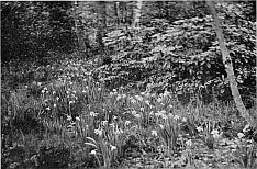 GROUPING OF SHRUB AND DAFFODIL.