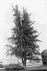 MAIDENHAIR TREE AT KEW.