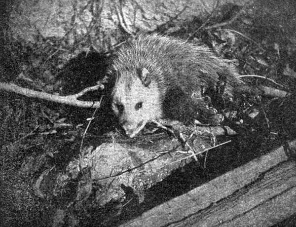 The Opossum.