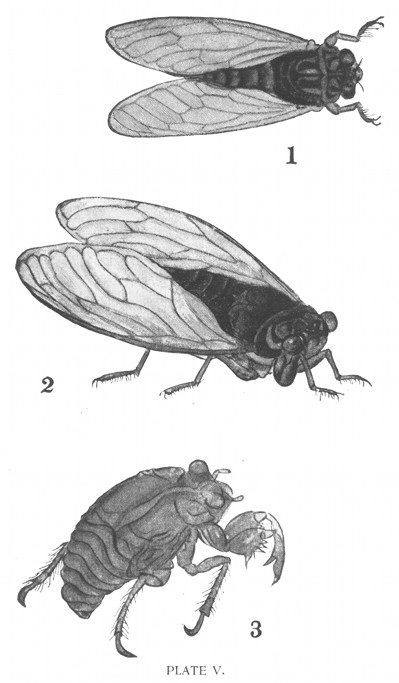 PLATE V.
1, "Tsuku-tsuku-Bōshi," also called "Kutsu-kutsu-Bōshi,"
etc. (Cosmopsaltria Opalifera?)
2, Tsurigan-Zmi.
3, The Phantom.