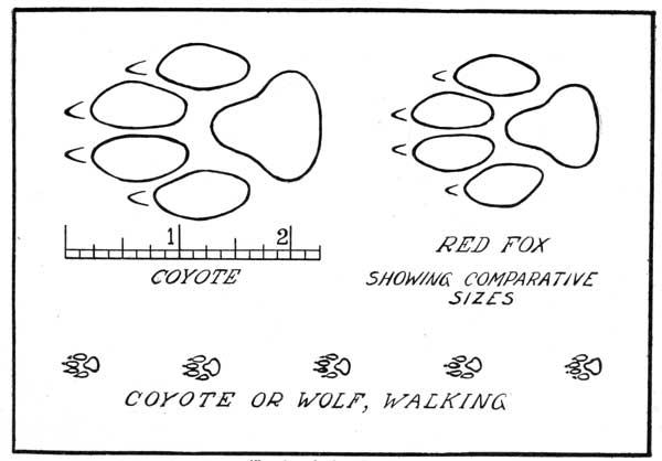 Track of the Coyote.