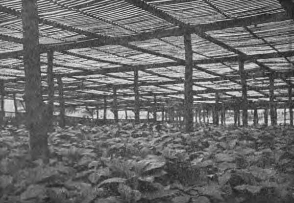 A Healthy Looking Ginseng Garden.