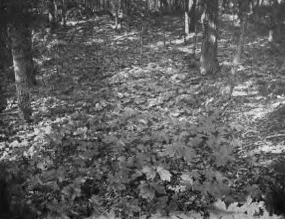 Golden Seal in an Upland Grove.