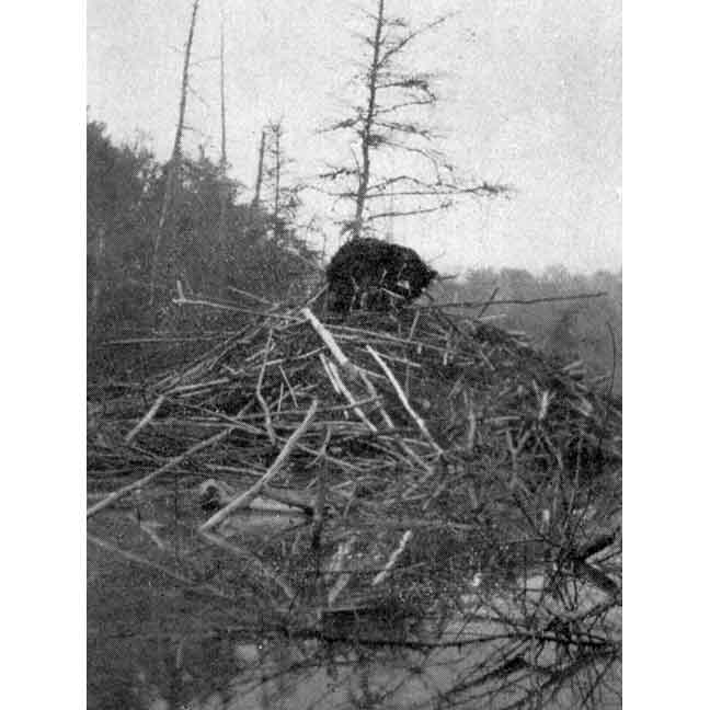 Bear Wrecking Beaver House