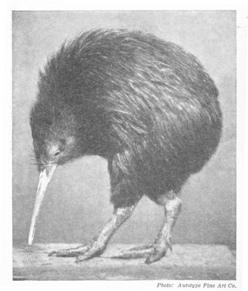 THE KI-WI, APTERYX, STILL FOUND IN NEW ZEALAND