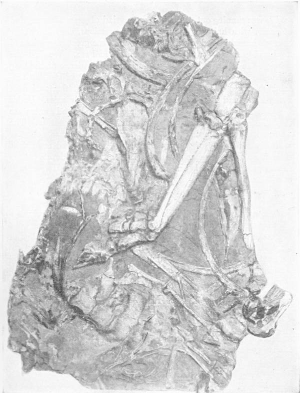 SLAB OF LOWER PLIOCENE MARL