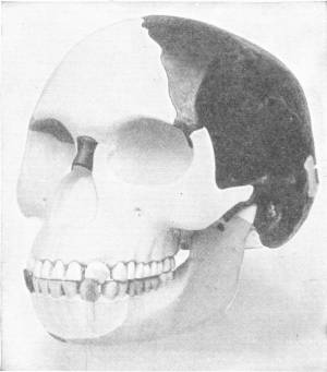 THE PILTDOWN SKULL, AS RECONSTRUCTED FROM ORIGINAL FRAGMENT