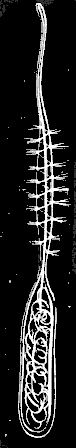 Fig. 19. Magnified lasso-cell of Astrangia.