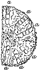 Fig. 26. Transverse section of a branch, showing pits, a a a a, of the large Hydroids with the horizontal floors. (Agassiz.)