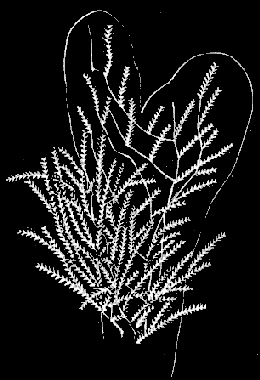 Fig. 84. Colony of Dynamena pumila; natural size.