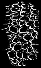 Fig. 144. Limestone network of back of Star-fish.