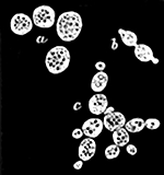 Fig. 24.

Yeast cells growing
under the microscope.
a, Single cells. b, Two
cells forming by division.
c, A group of cells where
division is going on in
all directions.