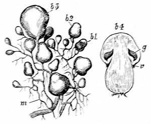 Fig. 25.

Early stages of the mushroom.
(After Sachs.)

m, Mycelium. b1-3, Mushroom buds of
different ages. b4, Button mushroom. g,
Gills forming inside before lower attachment
of the cap gives way at v.