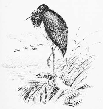 BLACK STORK.