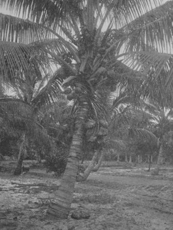 Fig. 49.—A Cocoanut Grove.