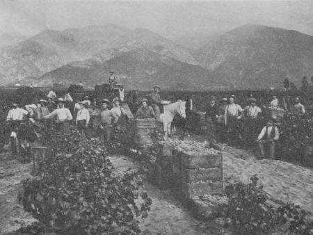 Fig. 58.—Picking Grapes.—Notice the Mountains in the Background.