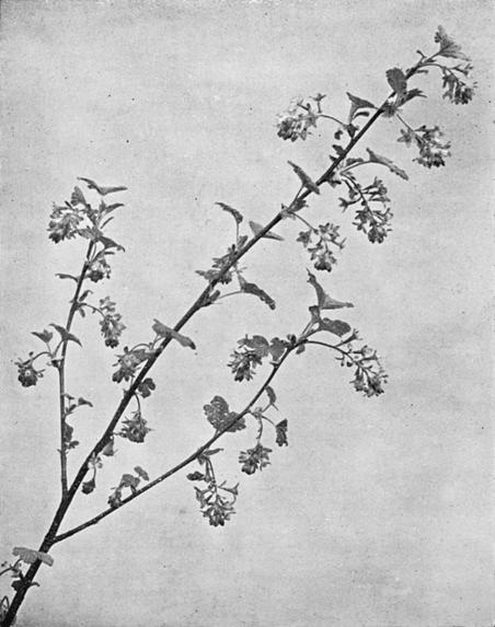 [Illustration: Ribes Rubrum, L.]