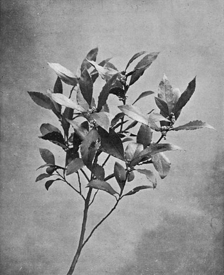 [Illustration: Laurus Nobilis, L.]