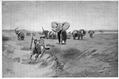 Elephants