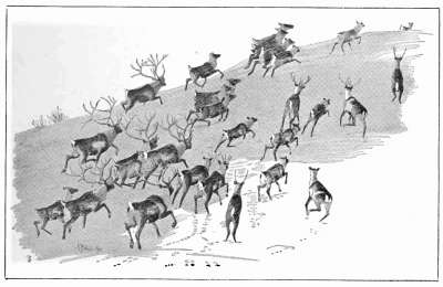 OSBORN'S CARIBOU.