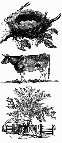 A nest, a cow, a tree