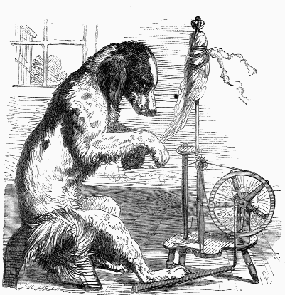 Dog spinning