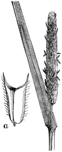 Catstail grass