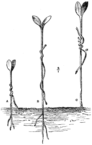 Dodder-growth