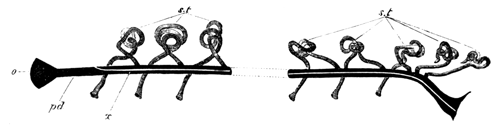 Primitive condition of the kidney