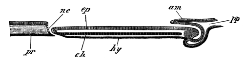 Longitudinal section of an embryo of Lacerta