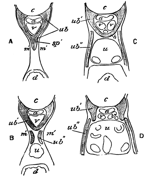 Semi-diagrammatic transverse sections