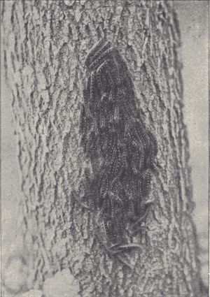 A family of forest tent-caterpillars.