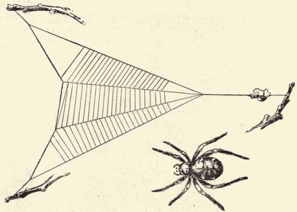 The triangle spider.