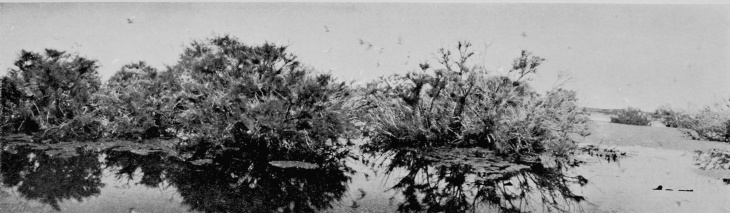 Egret-Heronry at Santolalla, Coto Doñana.

(THE FOREGROUND IS SAND.)

FROM PHOTOGRAPHS BY H. R. H. PHILIPPE, DUKE OF ORLEANS.