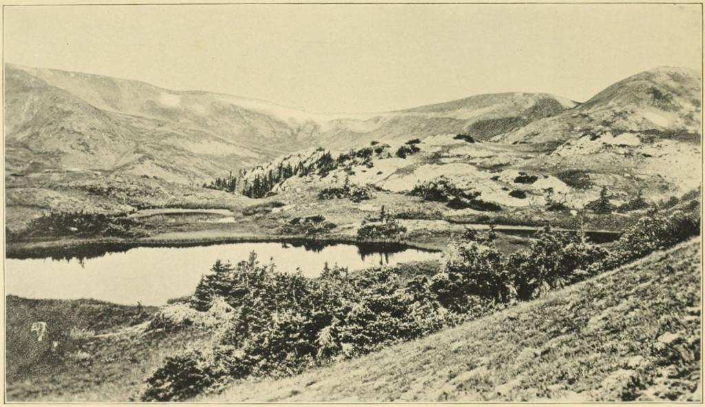 ALPINE PASTURES ABOVE TIMBER-LINE