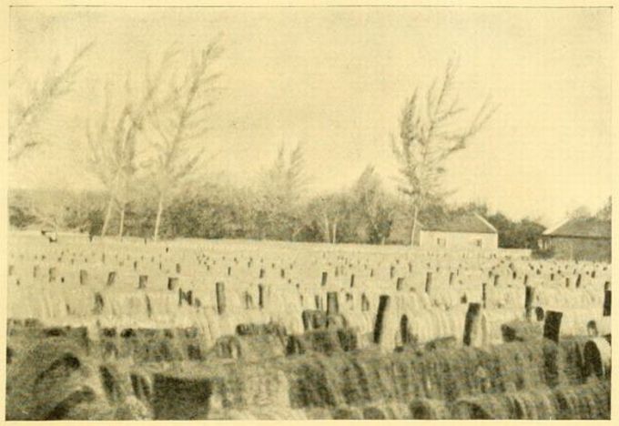 HENEQUEN FIBRE IN DRYING-GROUND.