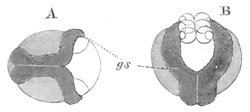 Two embryos of Clepsine