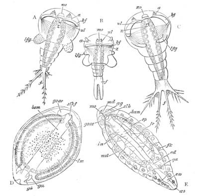 Development of Platygaster