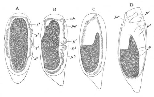 Four successive stages in the development of Myobia musculi