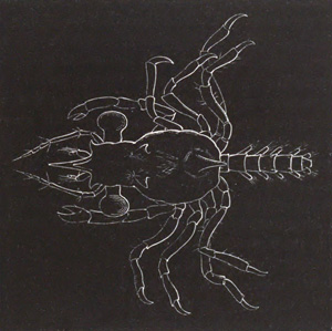 Megalopa stage of Crab larva