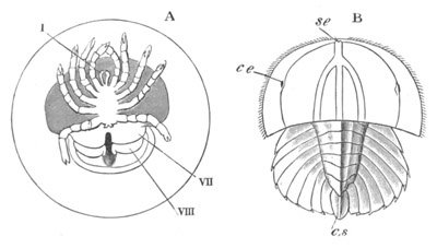 Two stages in the development of Limulus polyphemus