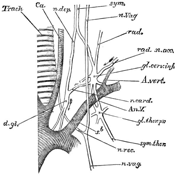 The last cervical and first thoracic ganglia