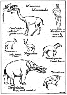 Miocene Mammals