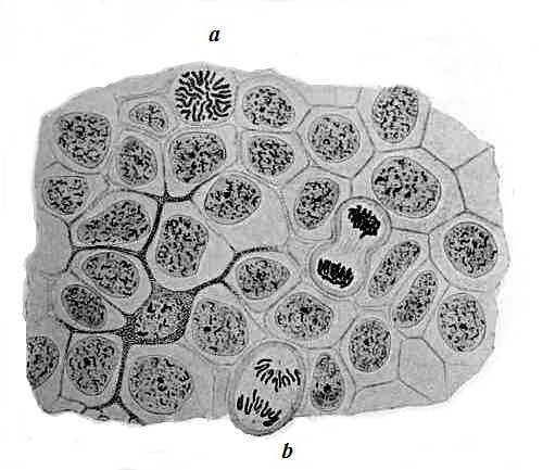 Fig. I.