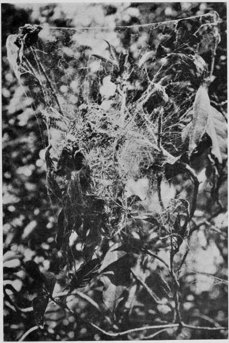 NEST OF LOTEN’S SUNBIRD